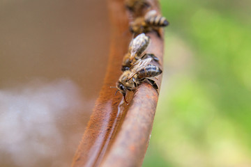 Close up of bee drink water on the brown vintage backgrond.