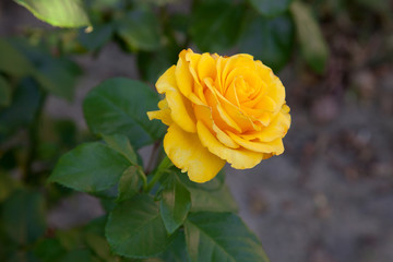 Beautiful rose bush growing in the garden.