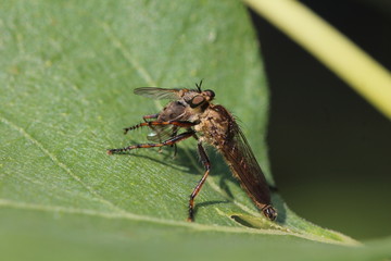 Robber flies eating a little Fly