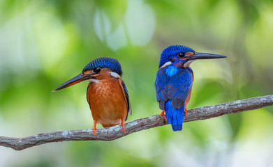 Two Blue-eared kingfisher ,female and male with beautiful green background.