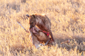 Close-up of a spotted Hyena - Crocuta crocuta- with a prey, seen during the golden hour of sunset in Etosha national Park, Namibia.