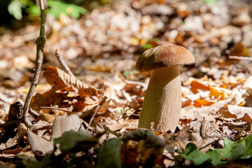 Boletus mushroom in the wild. Porcini mushroom grows on the forest floor at autumn season..