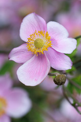 Close up of Anemone, pink flower head