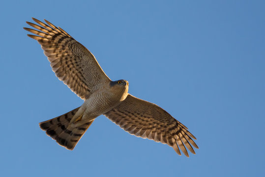 Male Eurasian sparrowhawk soaring in flight in blue sky with spreaded wings