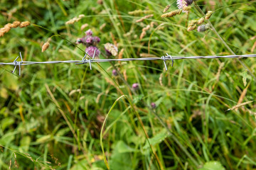 Close-up of a rusted barbed wire fence; selective focus, green background