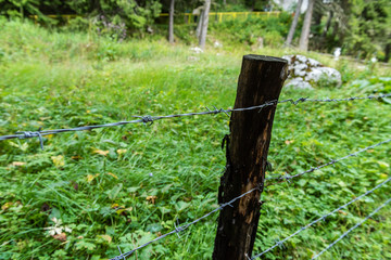 Close-up of a rusted barbed wire fence; selective focus, green background