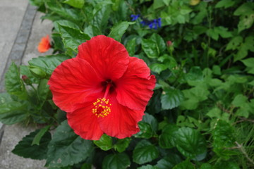 赤いハイビスカスの花