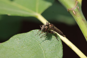 robber flies with prey on a fig leaf