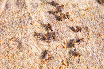 Bees swarming on vintage textile background..