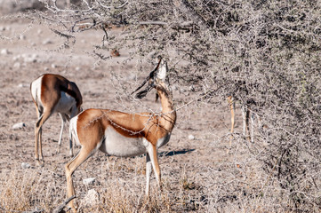 One Impala - Aepyceros melampus- browsing from scrubs in Etosha National Park, Namibia.