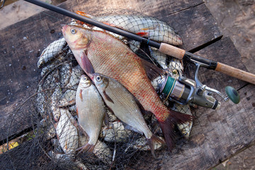 Trophy fishing. Big freshwater bronze bream or carp bream, white bream or silver bream and fishing rod with reel on landing net..