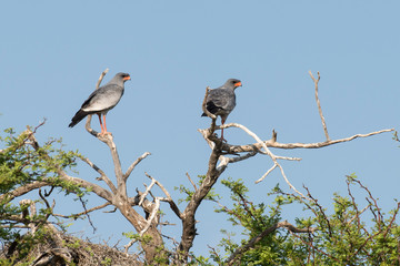 Autour chanteur,.Melierax canorus, Pale Chanting Goshawk