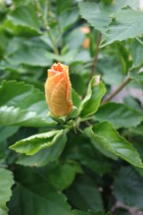 オレンジのハイビスカスの蕾