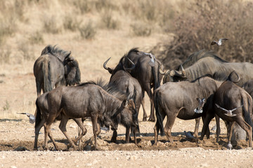 Gnou à queue noire, Connochaetes taurinus, Afrique du Sud