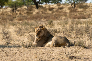 Lion, Panthera leo, Parc national du Kalahari, Afrique du Sud