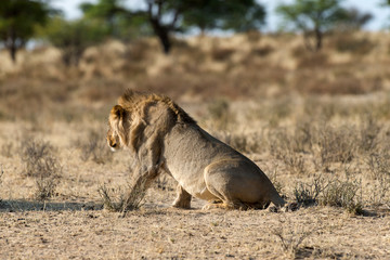 Lion, Panthera leo, Parc national du Kalahari, Afrique du Sud
