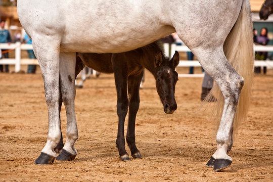 Mother horse and nursing baby, conceptual image