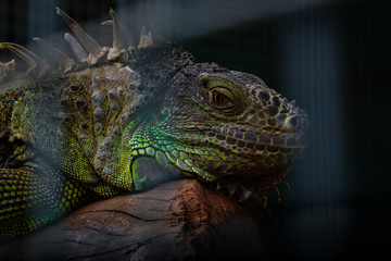 iguana on a branch