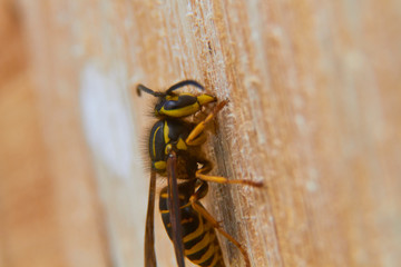 insect in nature