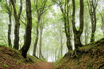 Sunken Lane through Foggy Natural Forest of Gnarled Beech Trees in Spring	