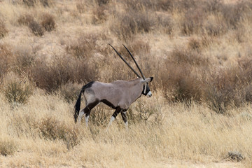 oryx gazelle, gemsbok, Oryx gazella, Parc national Kalahari, Afrique du Sud