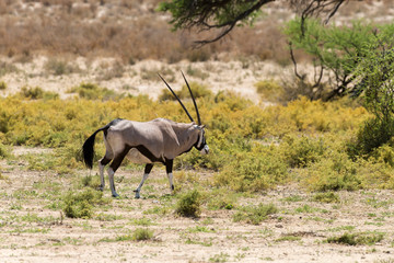 oryx gazelle, gemsbok, Oryx gazella, Parc national Kalahari, Afrique du Sud