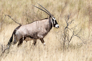 oryx gazelle, gemsbok, Oryx gazella, Parc national Kalahari, Afrique du Sud