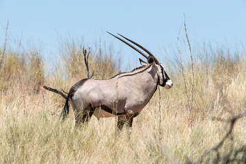 oryx gazelle, gemsbok, Oryx gazella, Parc national Kalahari, Afrique du Sud