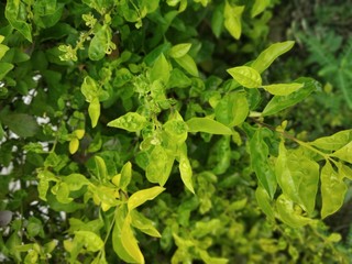 background of green leaves