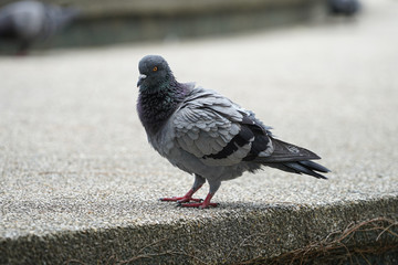 Dove bird close up zoom sharp high quality