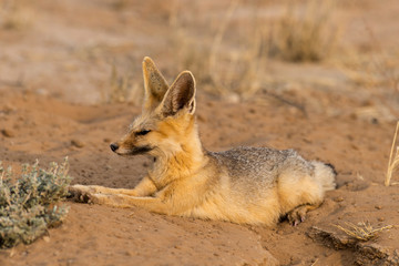 Renard du Cap, Vulpes chama, Parc national Kalahari, Afrique du Sud