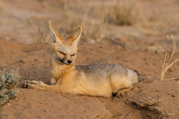 Renard du Cap, Vulpes chama, Parc national Kalahari, Afrique du Sud