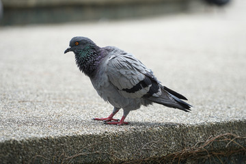Dove bird close up zoom sharp high quality