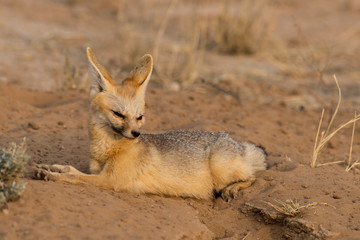 Renard du Cap, Vulpes chama, Parc national Kalahari, Afrique du Sud
