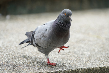 Dove bird close up zoom sharp high quality