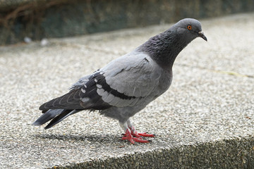 Obraz premium Dove bird close up zoom sharp high quality