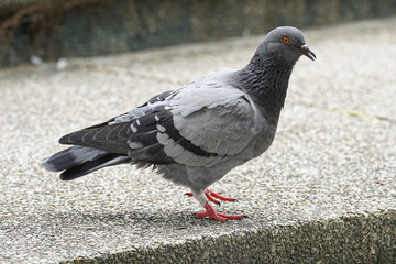 Dove bird close up zoom sharp high quality
