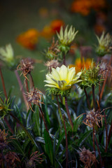 Last summer flowers in the evening light