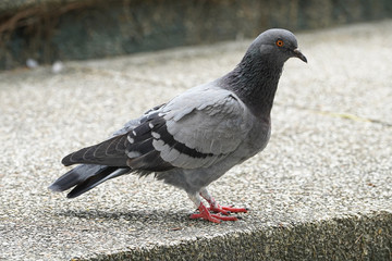 Dove bird close up zoom sharp high quality
