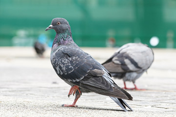 Dove bird close up zoom sharp high quality