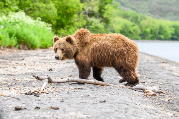 Obraz premium Ruling the landscape, brown bears of Kamchatka (Ursus arctos beringianus)
