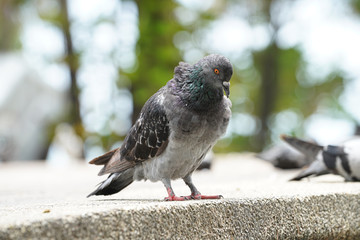 Dove bird close up zoom sharp high quality