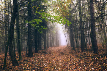 Road and misty forest in autumn. Autumn natural landscape.