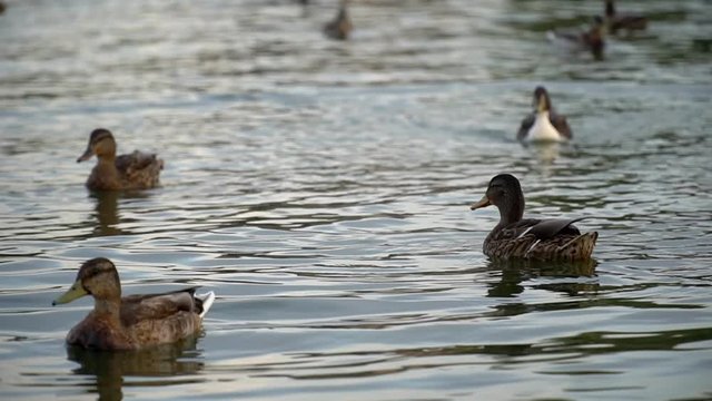 Mallard Duck. Flock of swimming ducks. Mallard. Flock of the bird on the lake. 