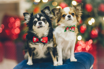 two funny chihuahua pet friend dogs in bow tie sitting on padded stool on christmas tree with lights and toys in blur background
