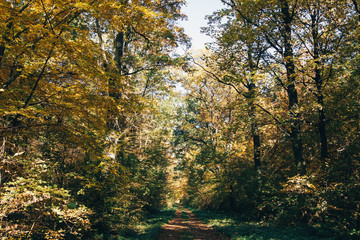 Fototapeta na wymiar Autumn woods. Beautiful golden trees and path way in fall leaves in sunny warm forest. Oak and hornbeam yellow and green trees. Hello fall. Tranquil moment. Autumnal background.