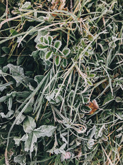 Frozen grass with autumn leaves in foggy meadow in cold morning. Beautiful nature pattern.Top view. Tranquil moment. Atmospheric morning. Grass in ice dew