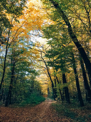 Obraz premium Autumn woods. Beautiful golden trees and path way in fall leaves in sunny warm forest. Oak and hornbeam yellow and green trees. Hello fall. Tranquil moment. Autumnal background.