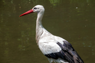 Close-up of White Stork in Burgenland, Austria