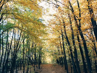 Autumn woods. Beautiful golden trees and path way in fall leaves in sunny warm forest. Oak and hornbeam yellow and green trees. Hello fall. Tranquil moment. Autumnal background.